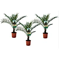 Plantas de interior de Botanicly – 3 × Palmera Canaria – Altura: 60 cm – Phoenix Canariensis